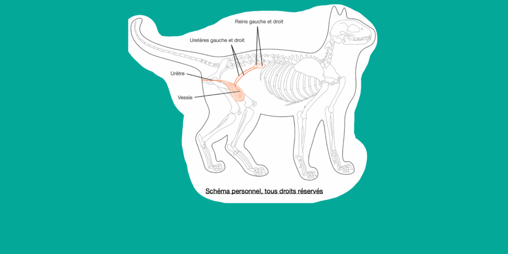 Cystite idiopathique du chat et ostéopathie : résultats de mon mémoire d’ostéopathe animalier