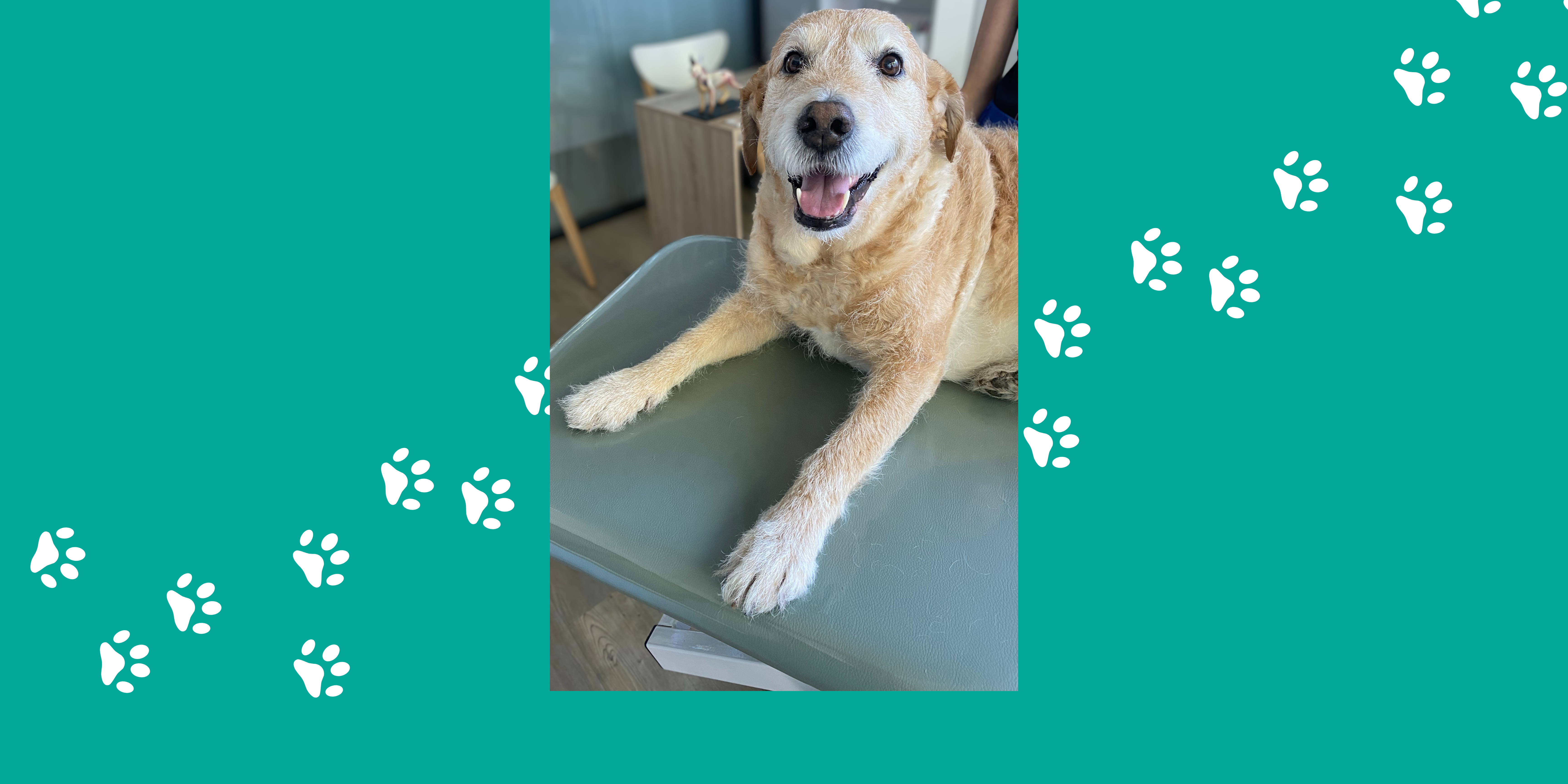 Chiens et chats seniors : pourquoi consulter un ostéopathe change leur quotidien