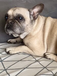 osteopathie-animaux-ages-confort