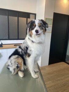 ostéopathe animalier canin