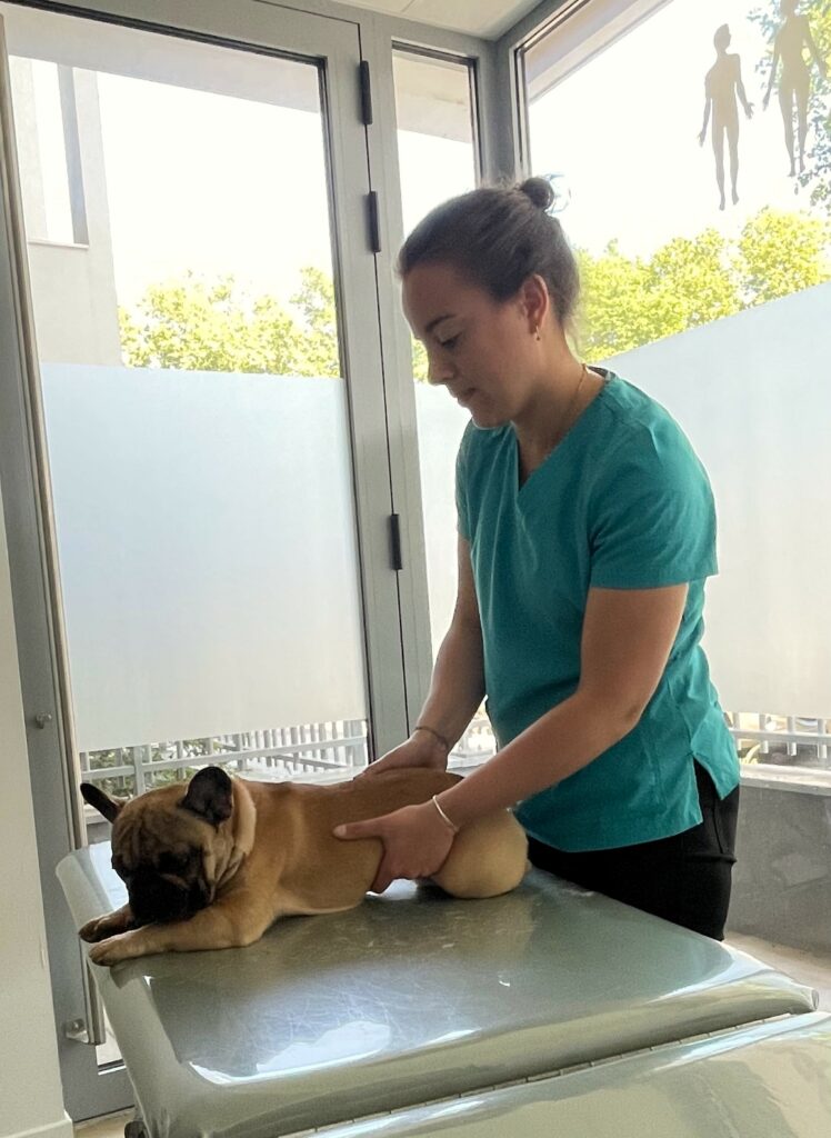 ostéopathe animalier à Lyon manipulant un chiot pour la croissance et le bien-être