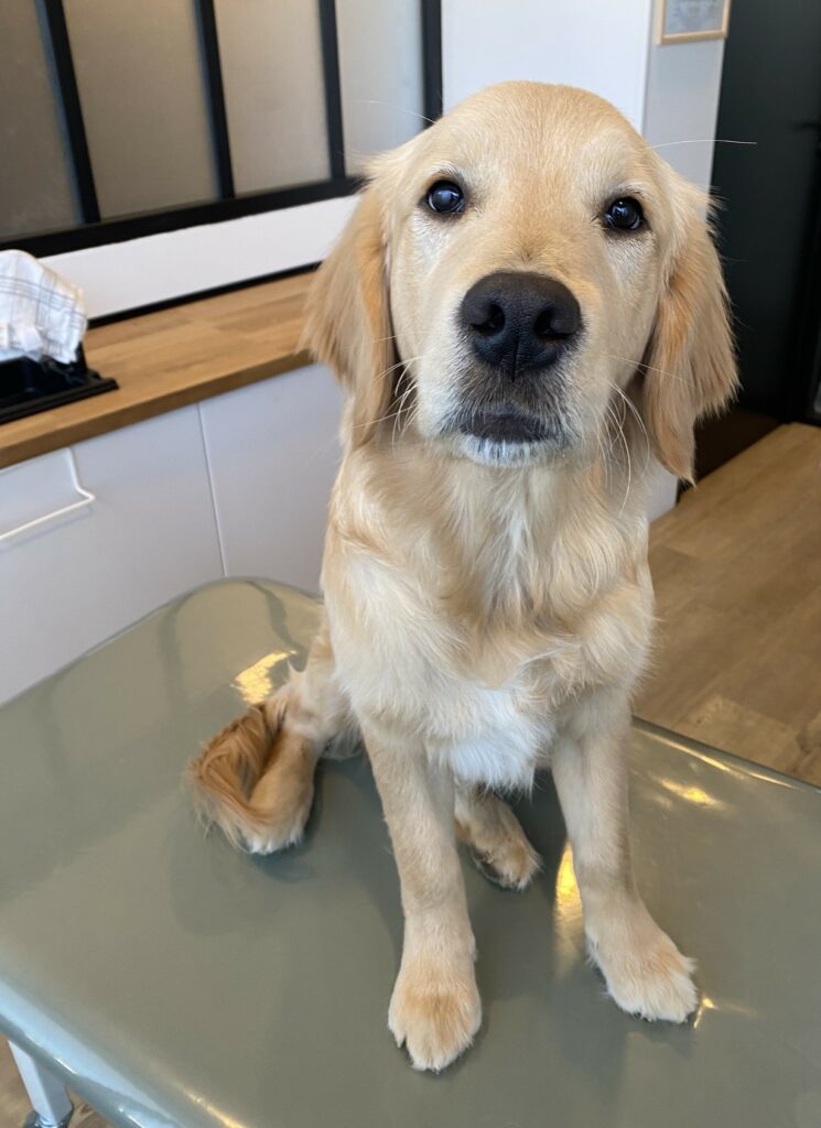 ostéopathe animalier à Lyon manipulant un chiot pour la croissance