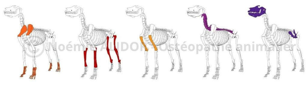 L’ostéopathie pour les jeunes animaux : accompagner chiots et chatons pendant leur croissance