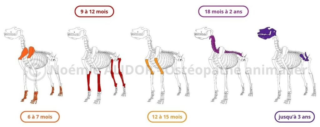 ostéopathe animalier à Lyon examinant un chiot