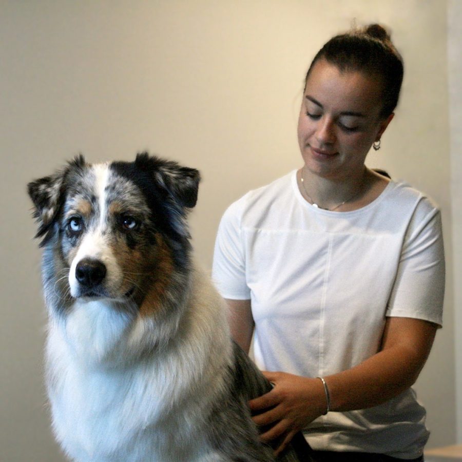 Osteopathe animalier lyon chien