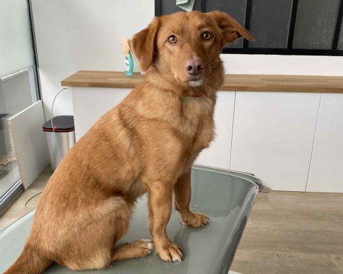 chien lyon soin ostéopathie