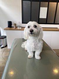 chien rendez vous osteopathie lyon chien rendez vous osteopathie lyon